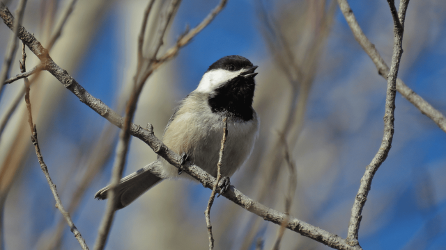 <b>Black-capped Chickadee</b> perched on tree branch