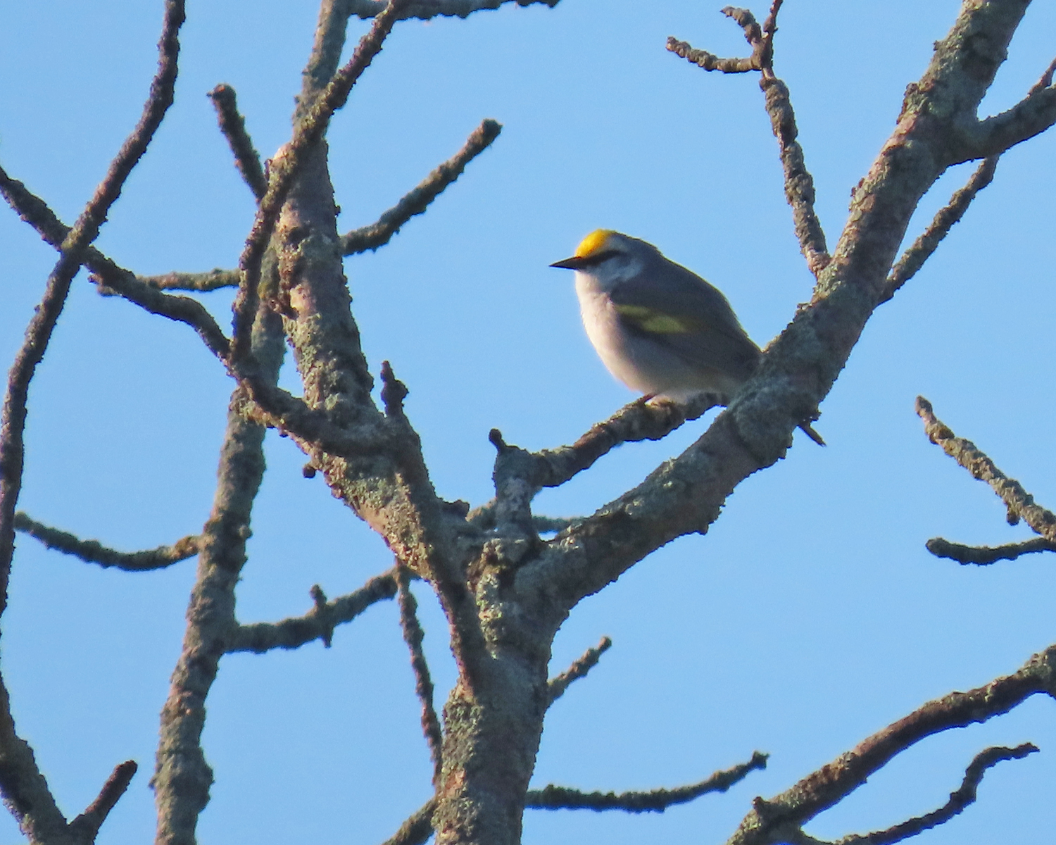 Brewster's Warbelr perches on a bare branch against a blue sky background.