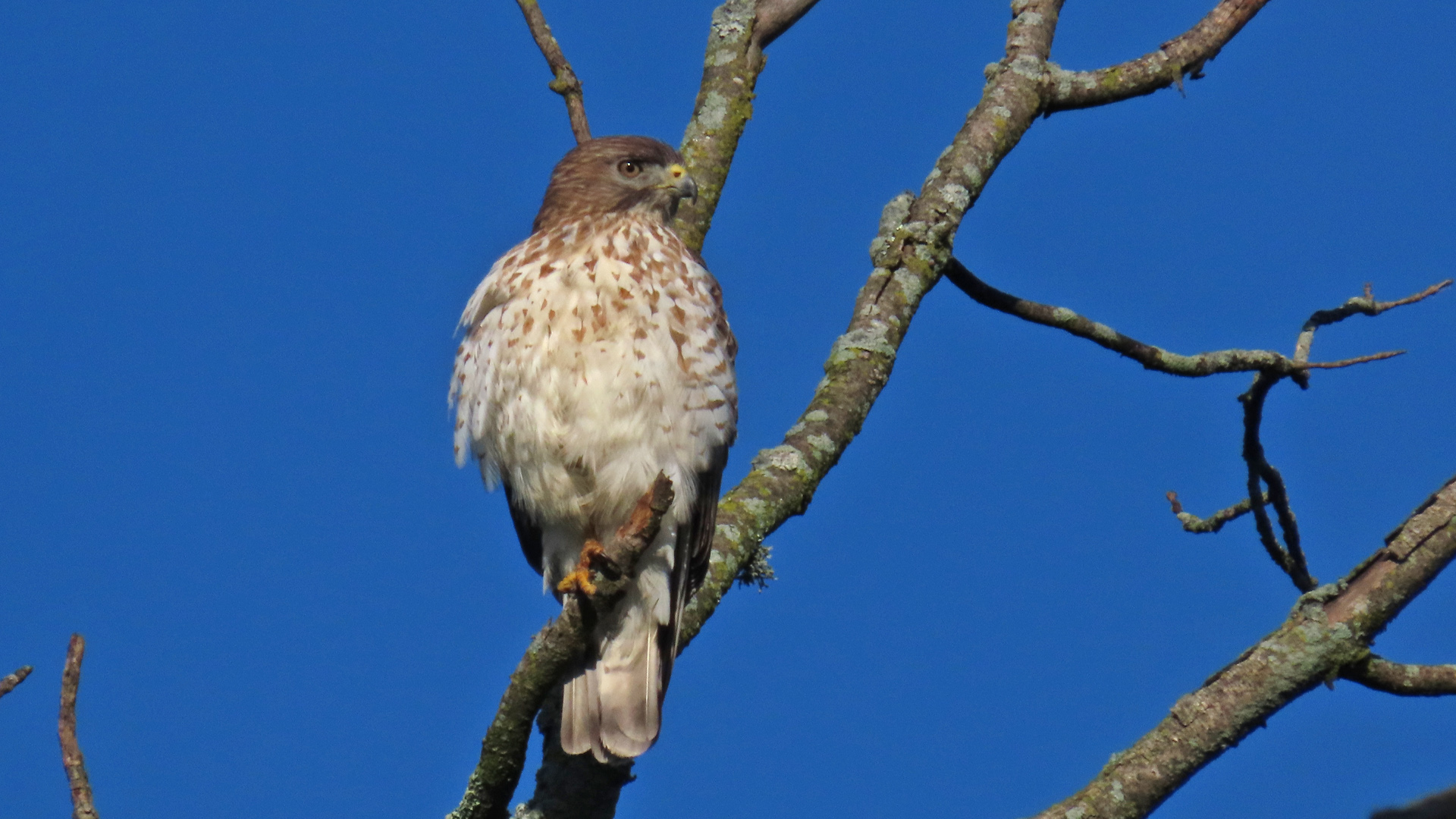 <b>Broad-winged Hawk</b> perched among bare branches against a blue sky background.