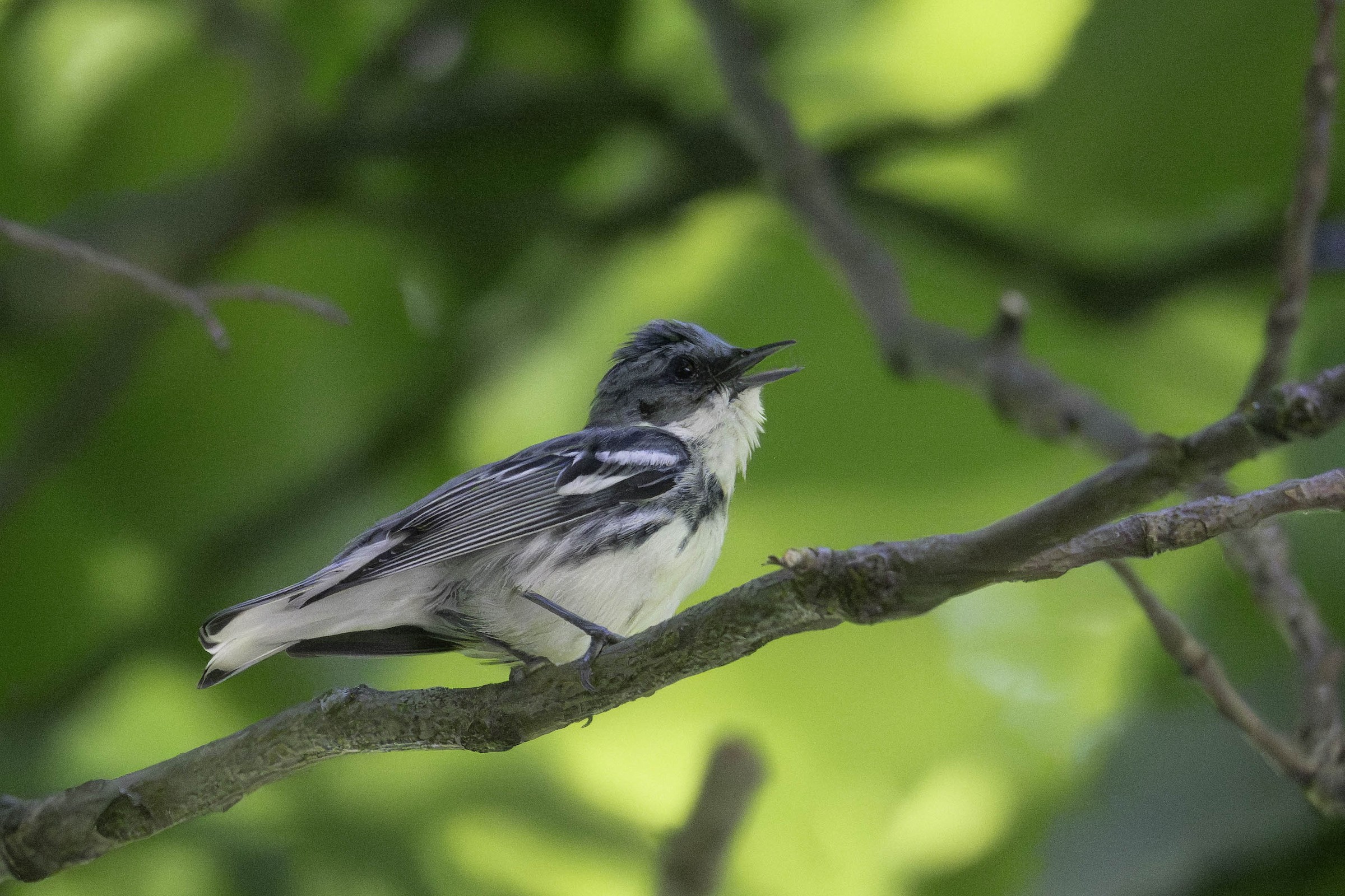 A close-up shot of a <b>Cerulean Warbler</b> in a tree.