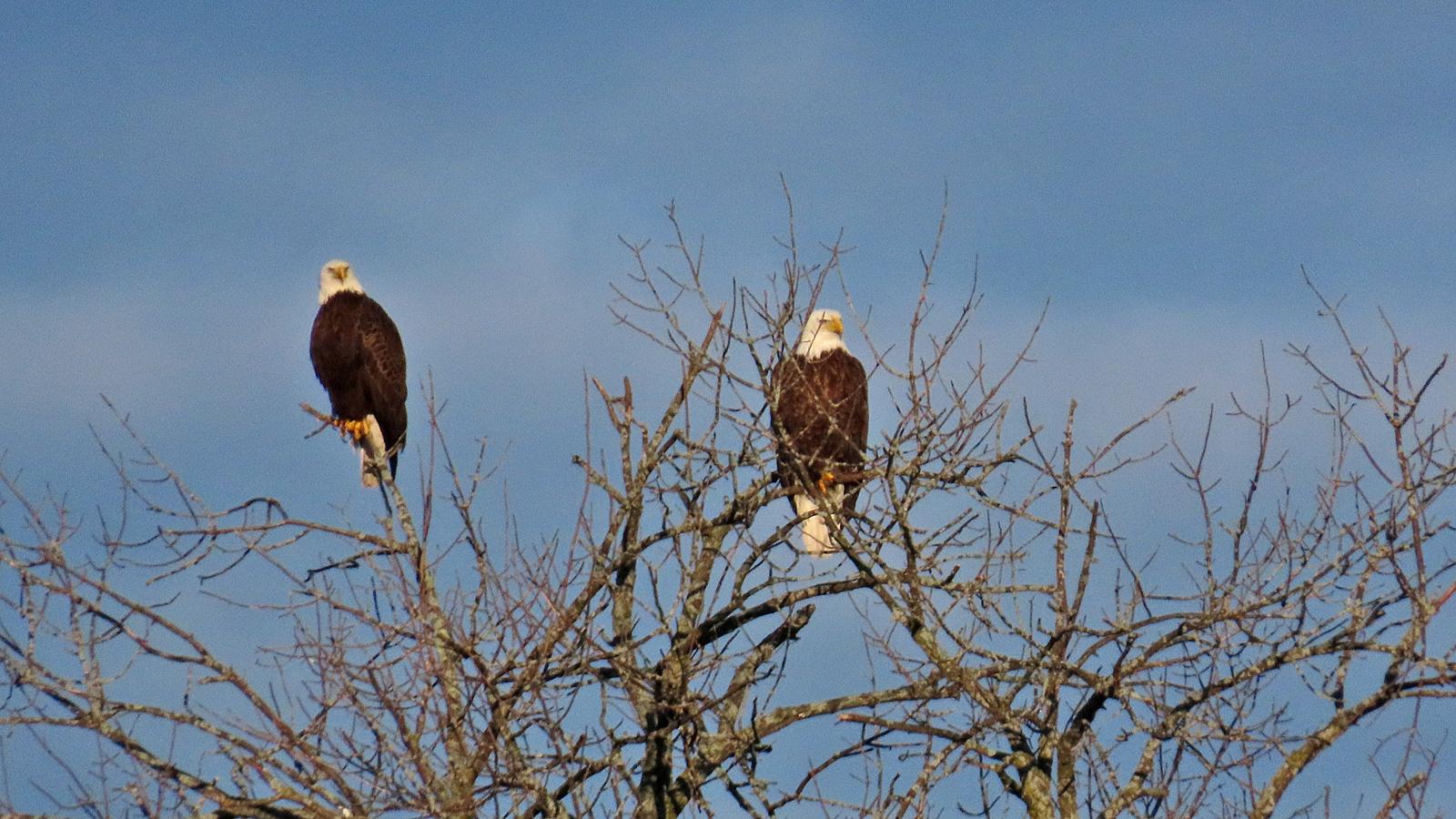 Two mature <b>Bald Eagle</b>s perched in a bare treetop with a blue sky in the background. Photo by Tom Schultz.