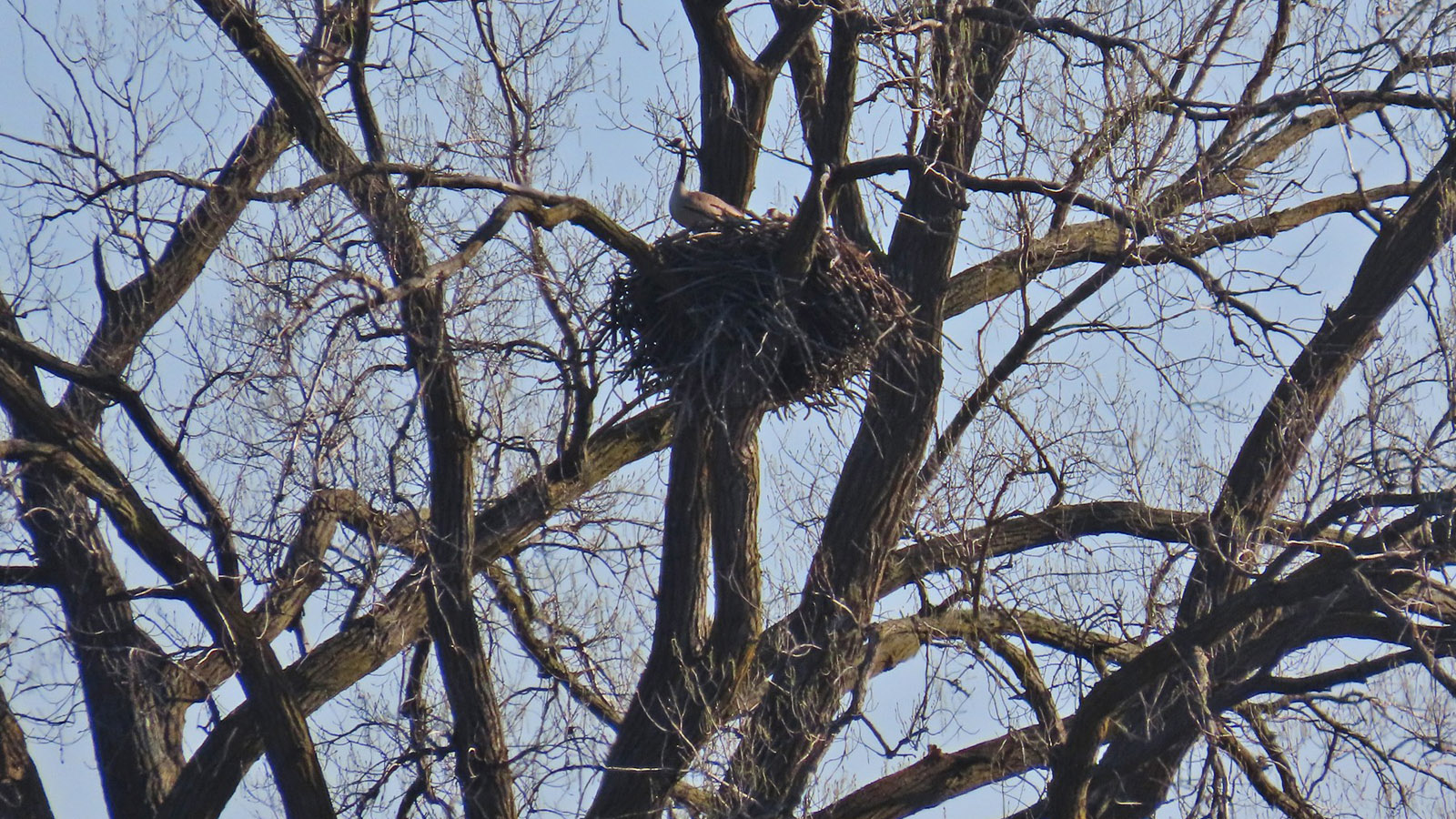 Two Canada Geese perched on an abandoned eagle nest. Photo by Tom Schultz.