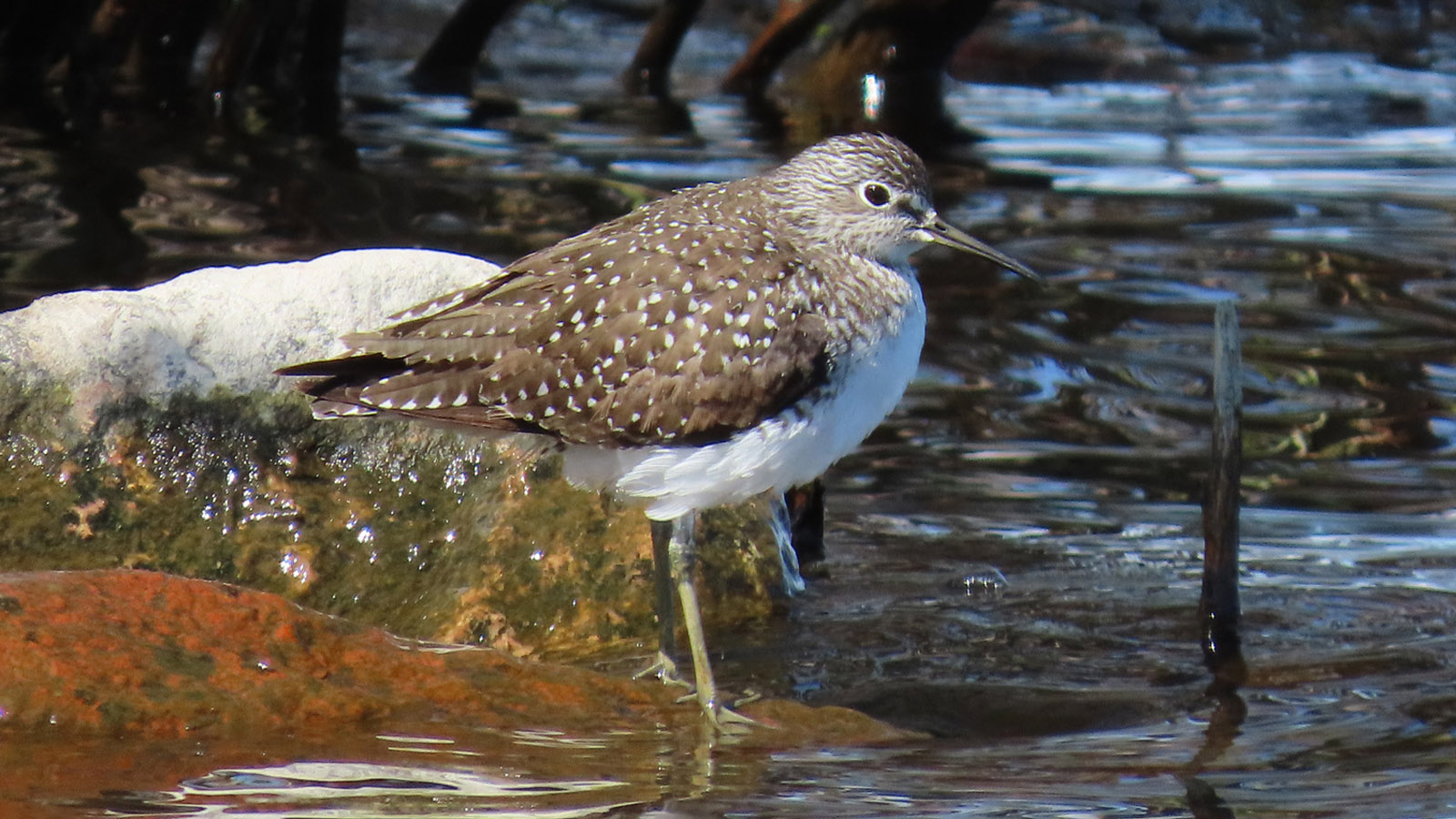 <b>Solitary Sandpiper</b> walking across shoreline rocks. Photo by Tom Schultz