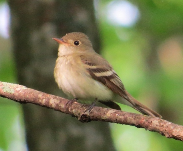 <b>Acadian Flycatcher</b>