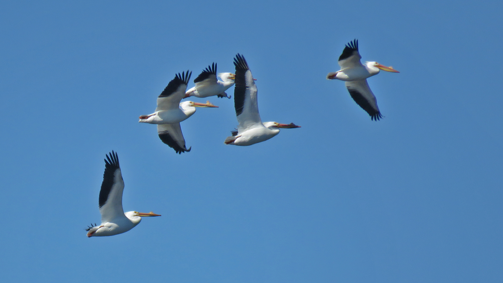 Am White Pelicans flt 2025 3-22 Lake Wisconsin Causeway 3025.jpg
