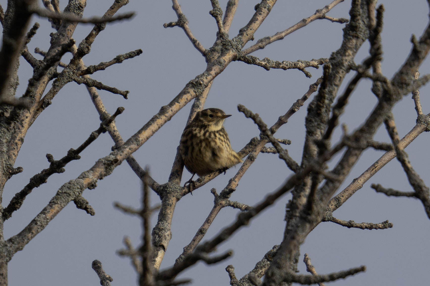 <b>American Pipit</b> Port Wash A6709914 Jon Bartell