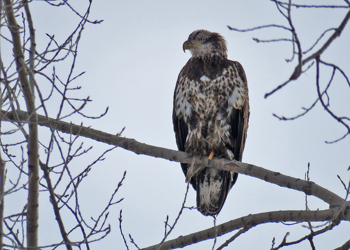 <b>Bald Eagle</b> 2019 1 26 Buena Vista 5936