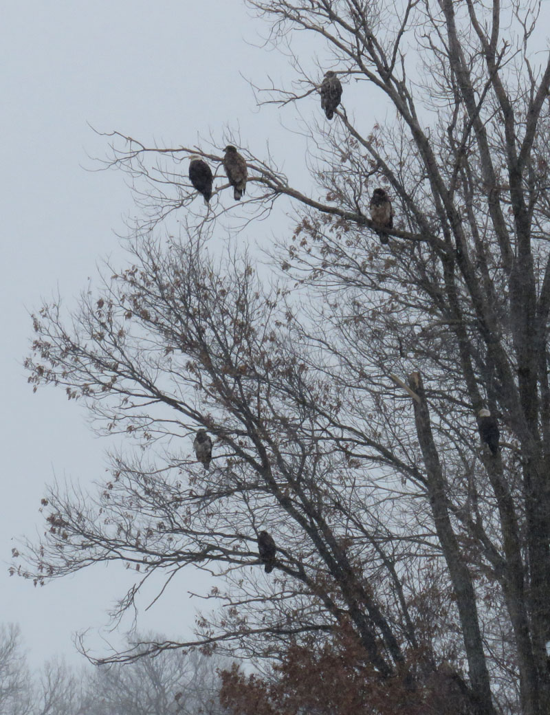 <b>Bald Eagle</b> 2019 1 26 Petenwell Dam 6013