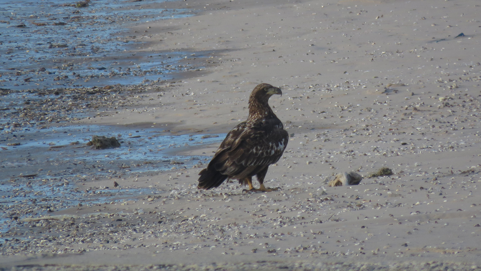 <b>Bald Eagle</b> im 2025 3-8 Sheboygan - Broughton Drive jetties 1533.jpg
