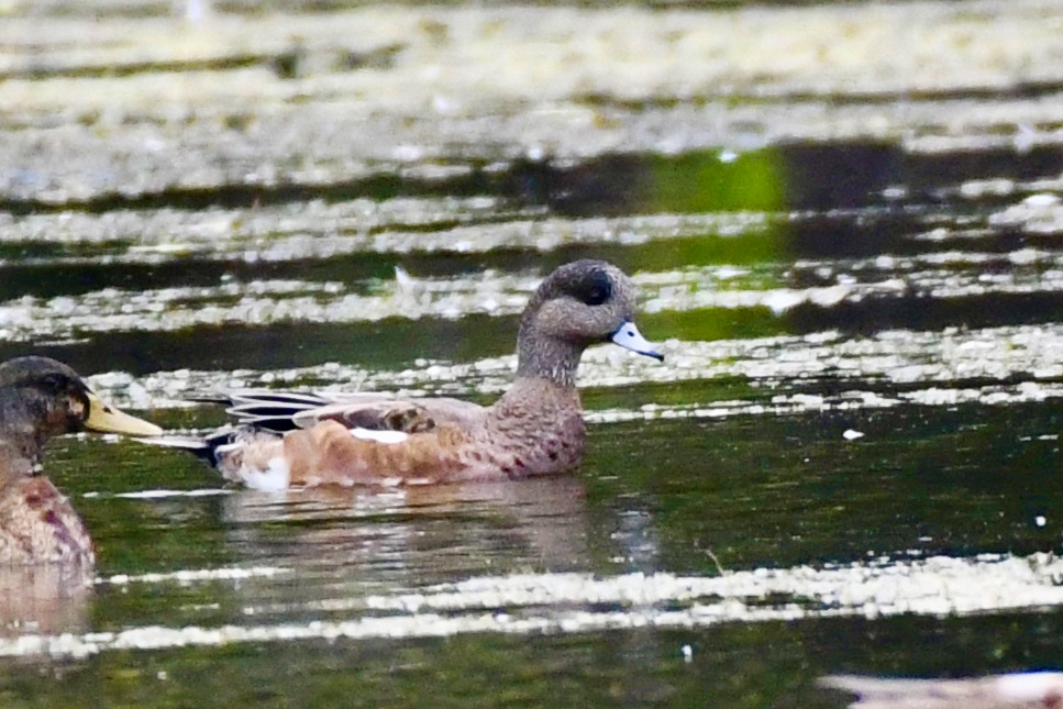 Bay Beach 2022 9 10 <b>American Wigeon</b> by Matt Klemme DSC 7913