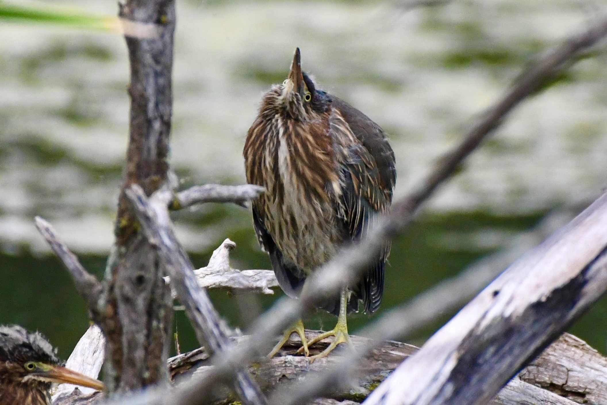 Bay Beach 2022 9 10 <b>Green Heron</b> by Matt Klemme DSC 7760