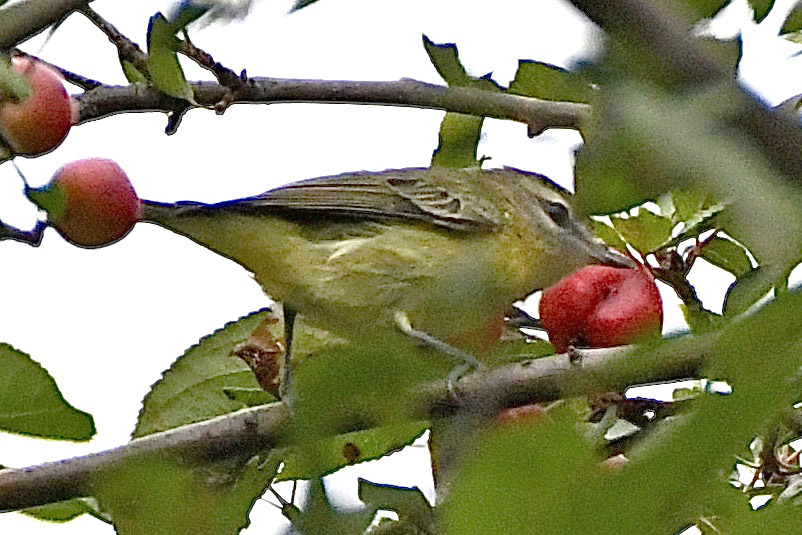 Bay Beach 2022 9 10 <b>Philadelphia Vireo</b> by Matt Klemme DSC 7816