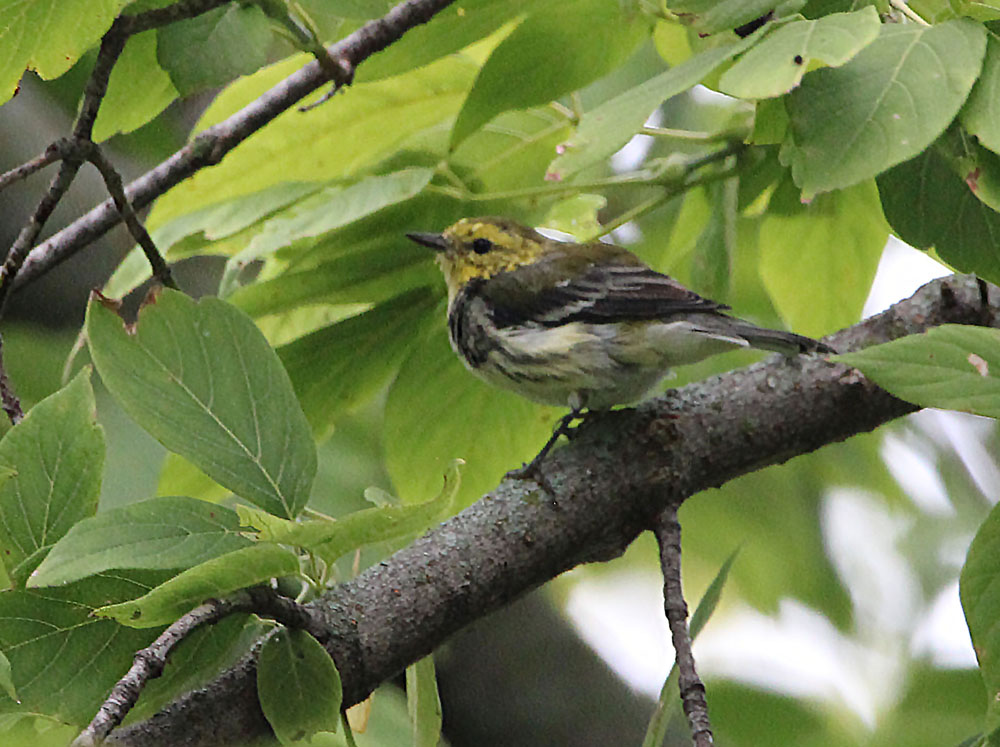 Bay Beach 2022 Black thr Green Warbler 20220910 Jeff Baughman