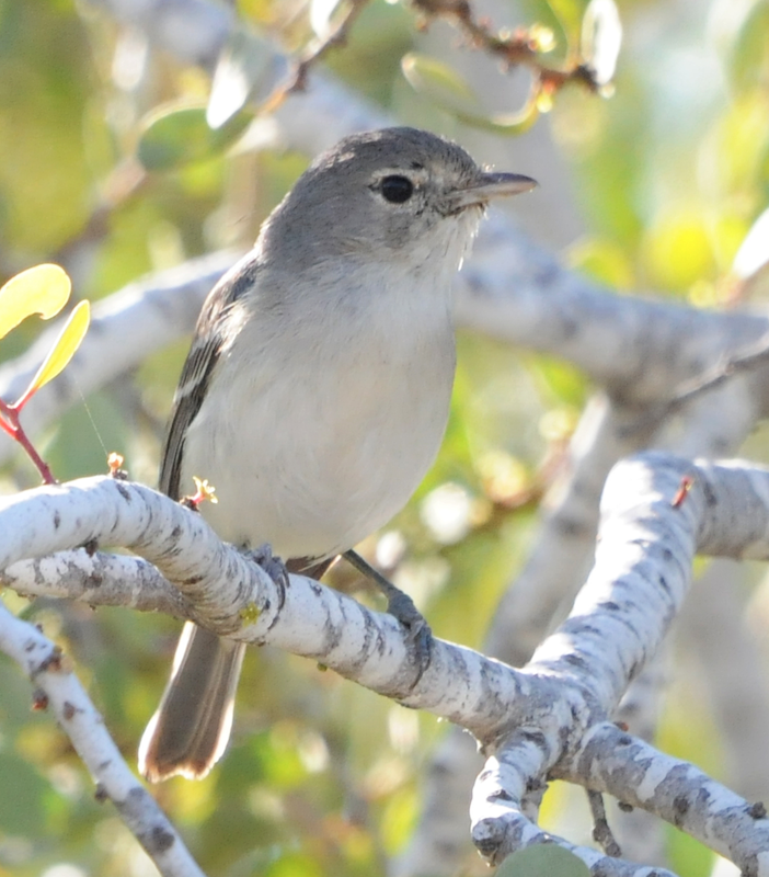 BellsVireo3