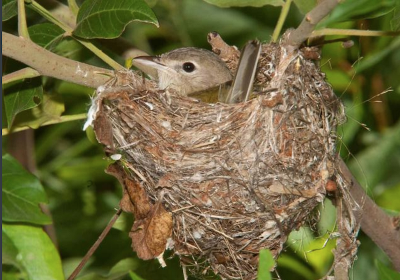 BellsVireo5