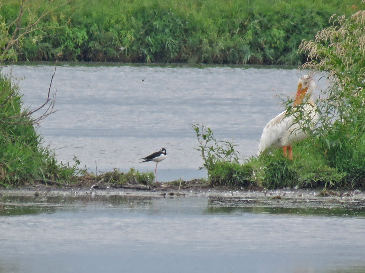 Black necked Stilt 2023 8 13 Horicon Marsh Old Marsh Rd east end 3310