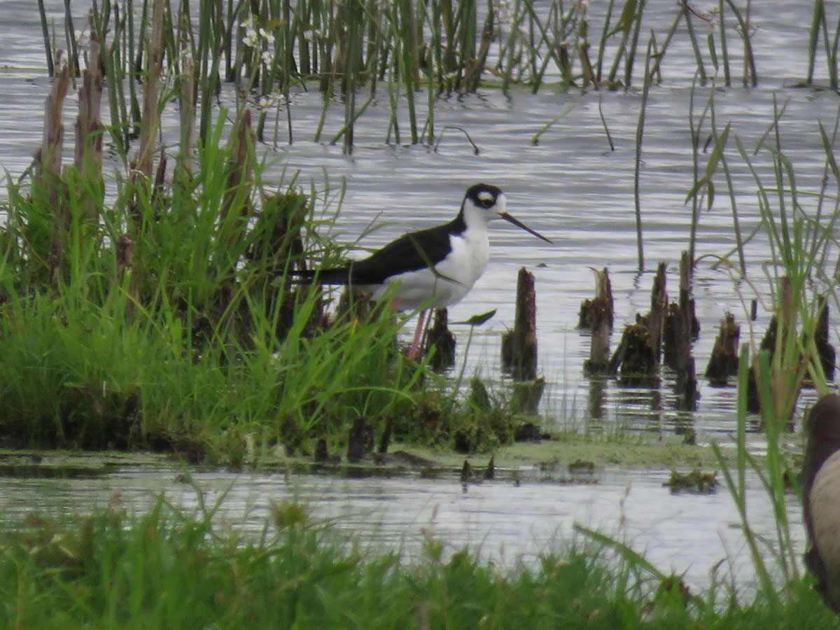 Black necked Stilt ad 2022 8 14 Horicon Old Marsh Rd east end 0931