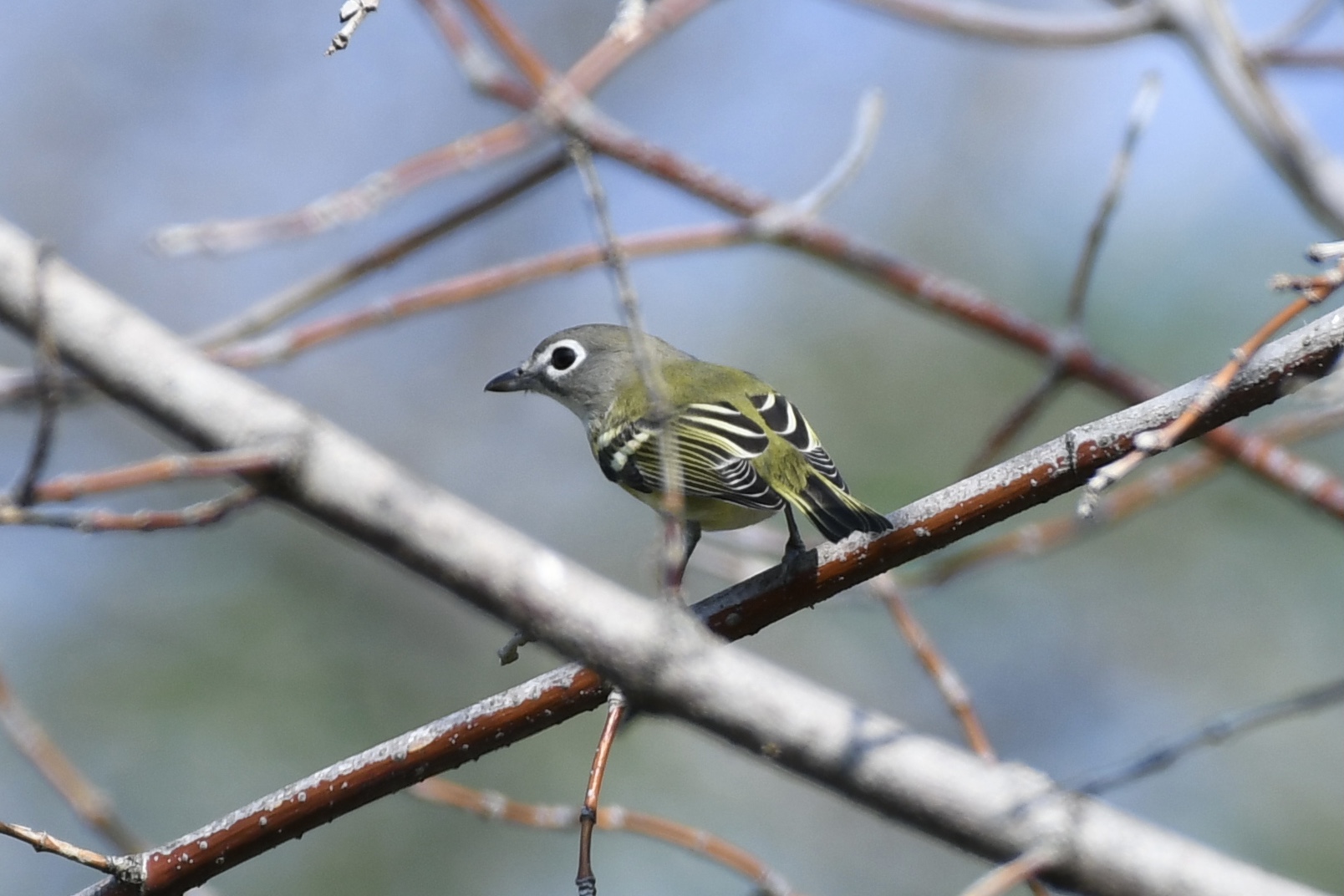 Blue headed Vireo image012 Matt Klemme