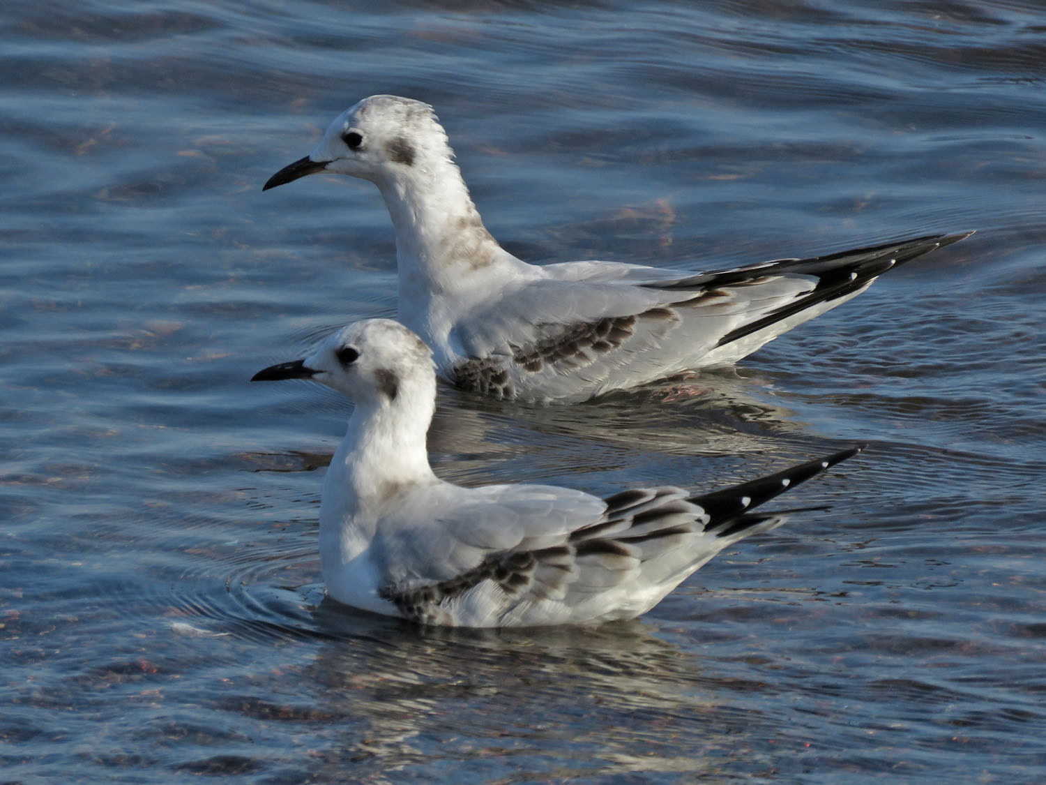 Bonapartes Gulls im 2021 9 16 WI Point 0260