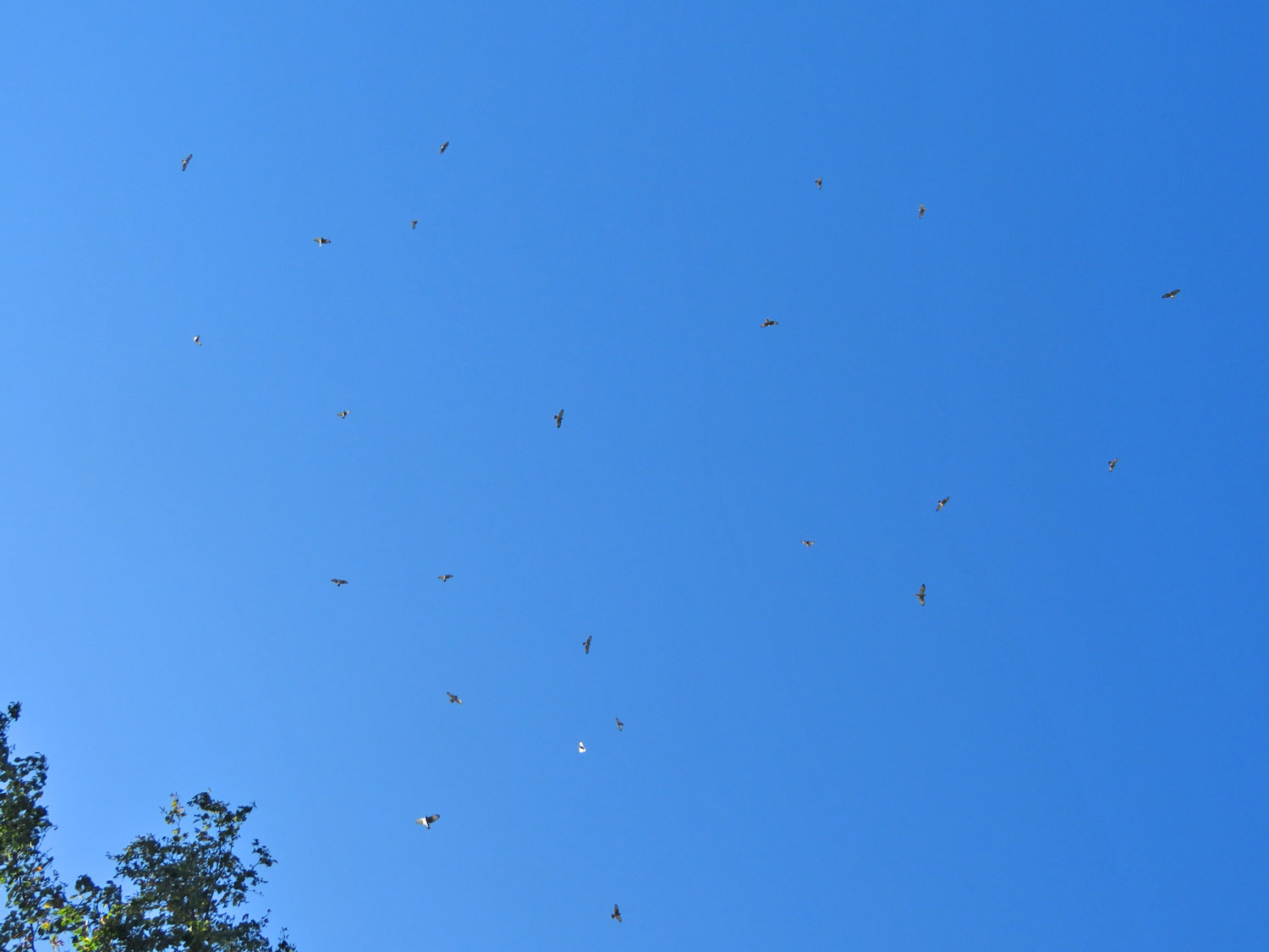 Broad winged Hawks flt 2023 10 7 Harrington Beach SP 6293 kettle