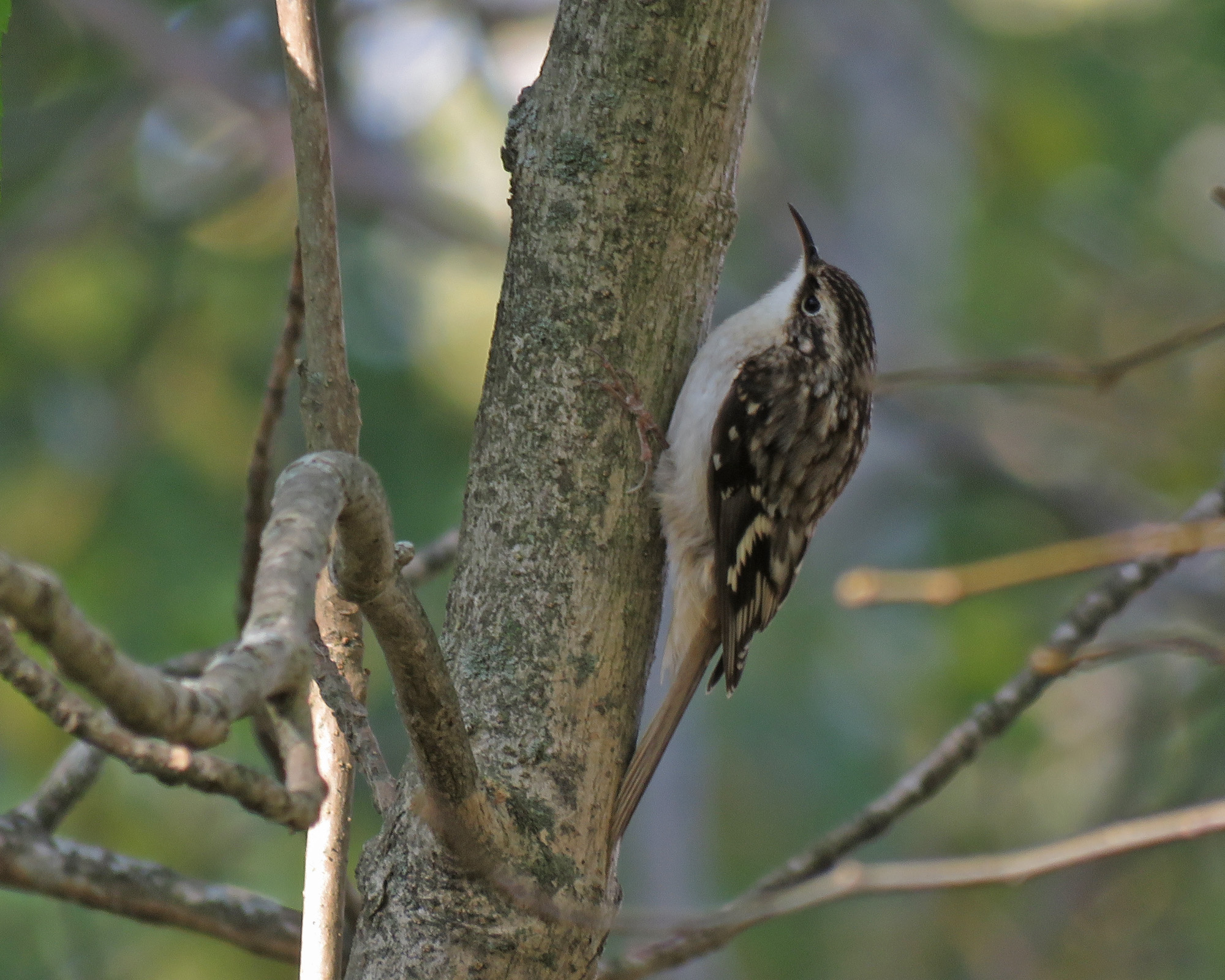 <b>Brown Creeper</b> 2024 10 6 Harrington Beach SP 2535