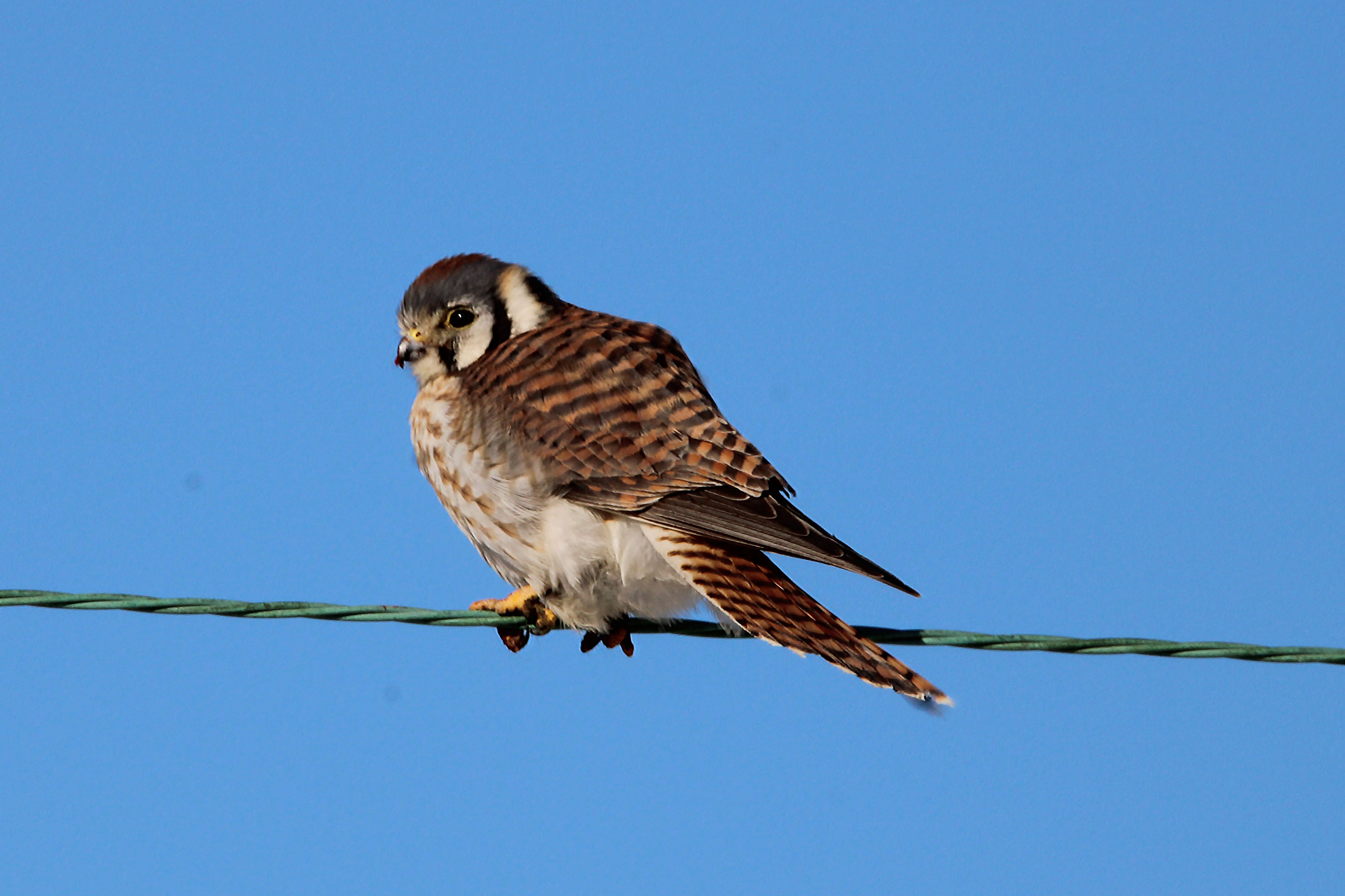 <b>American Kestrel</b> perched on powerline.