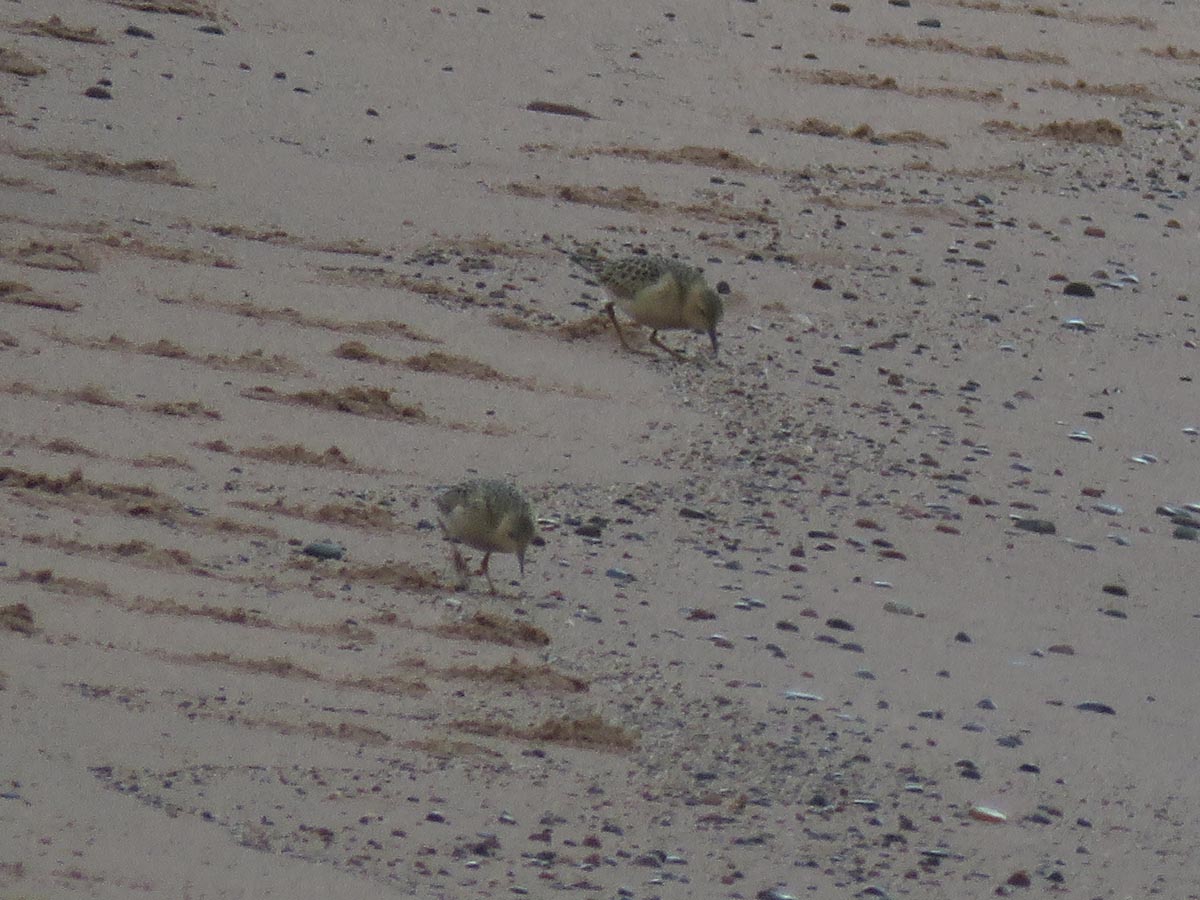 Buff br Sandpiper 2021 9 17 WI Point 0432