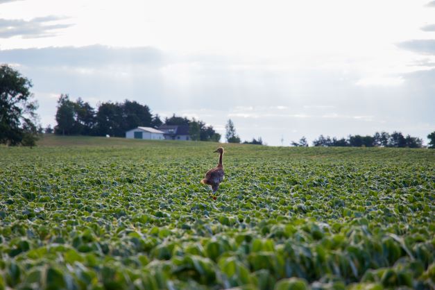 CRANES banded fledgling Sandhill Hannah Jones photo 11 22