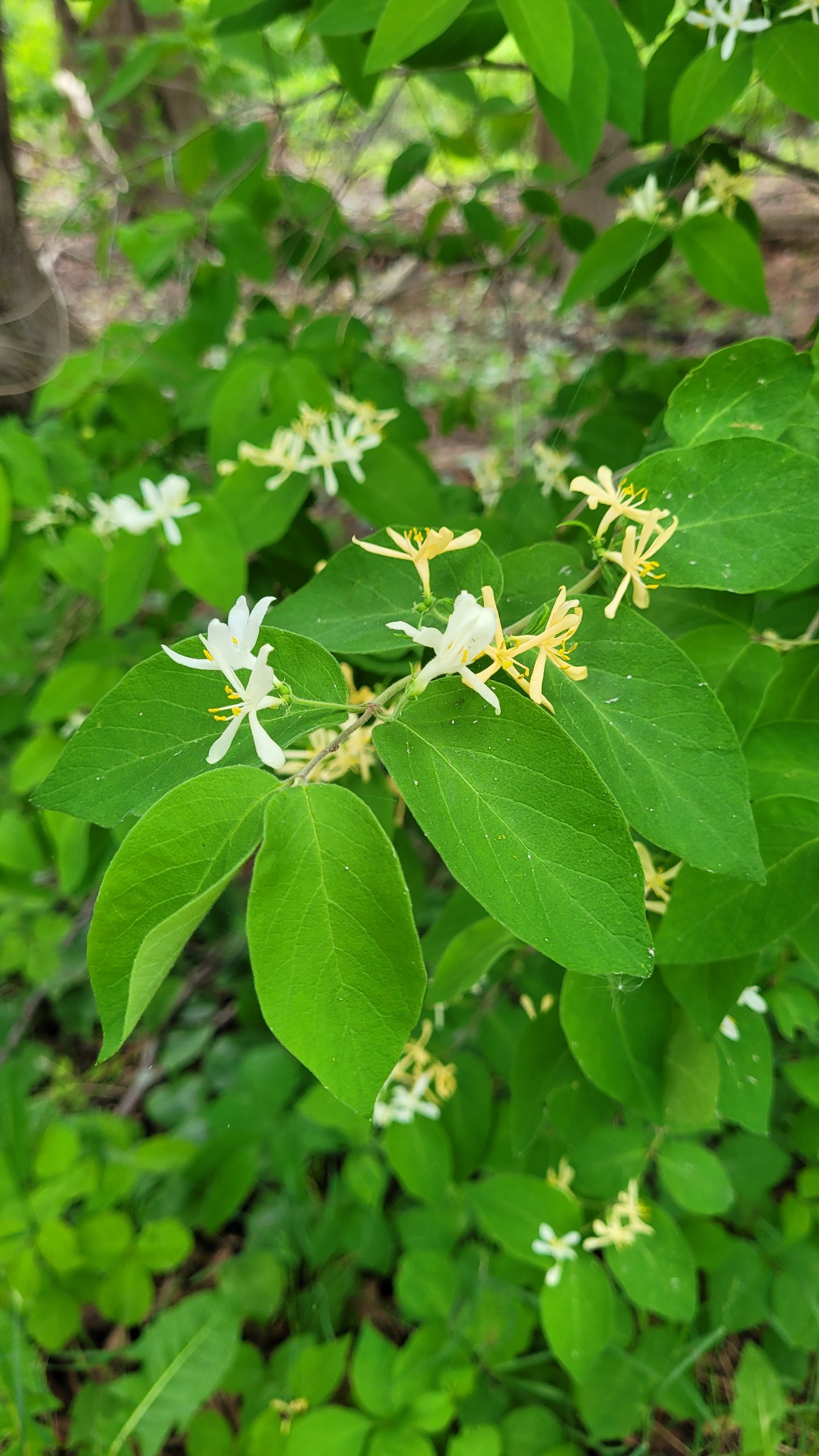Bush honeysuckle