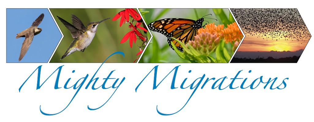 mighty migration webinar