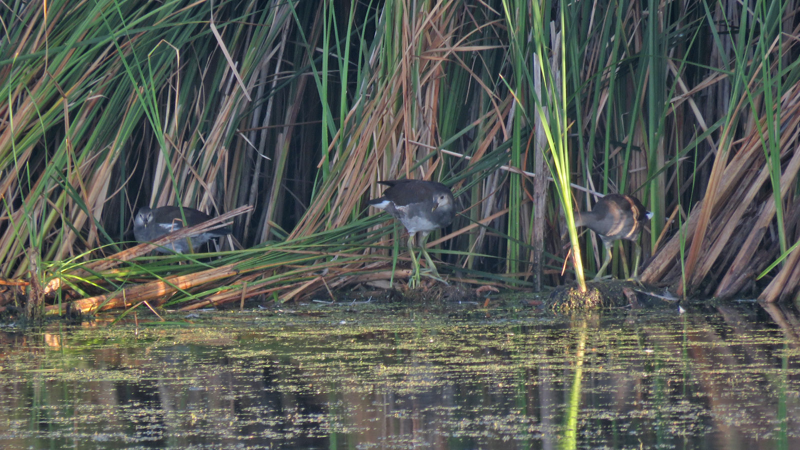 Com Gallinules im 2023 8 13 Horicon Marsh Hwy 49 3175