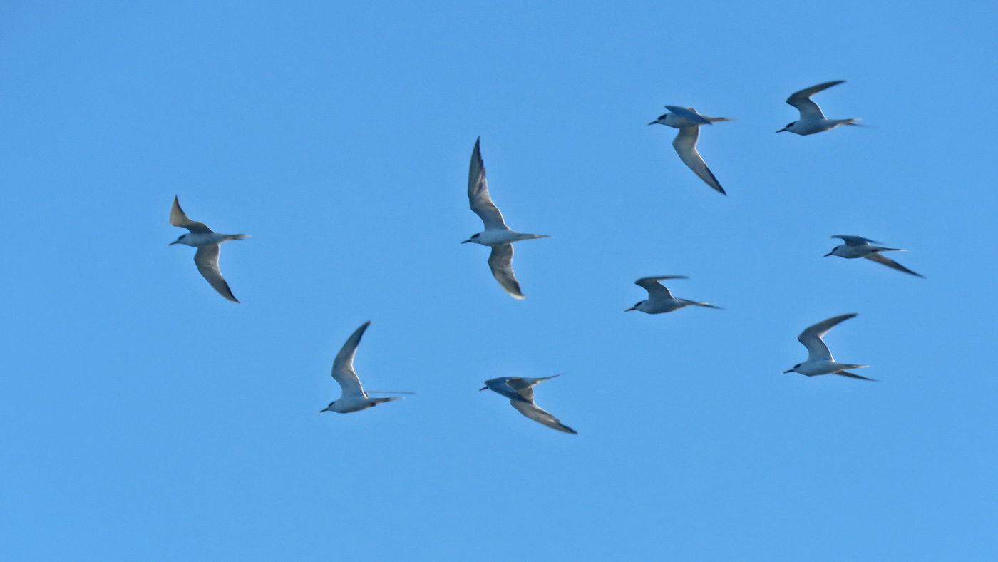 <b>Common Tern</b>s flt 2024 9 22 WI Point 1358 crop