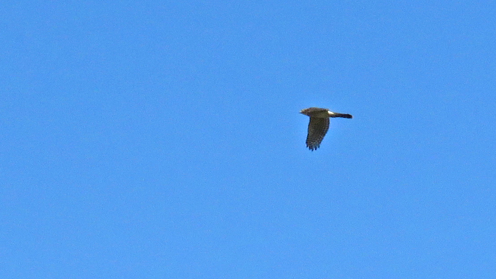 Coopers Hawk flt 2024 10 6 Forest Beach Preserve 2591 crop
