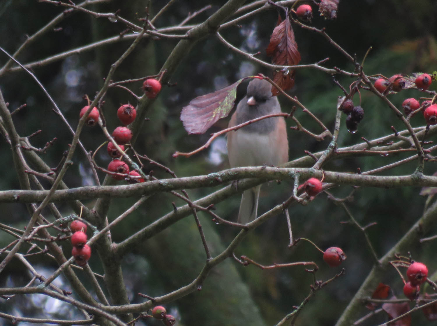 Dark eyed Junco 2021 10 3 Harrington Beach SP 2209 Oregon