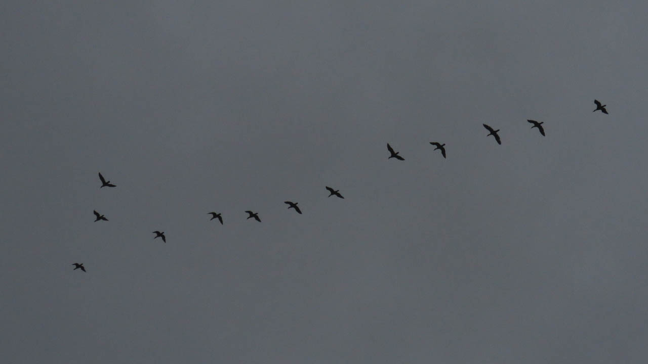 Double cr Cormorants 2018 10 7 HarringtonBeachSP 7794