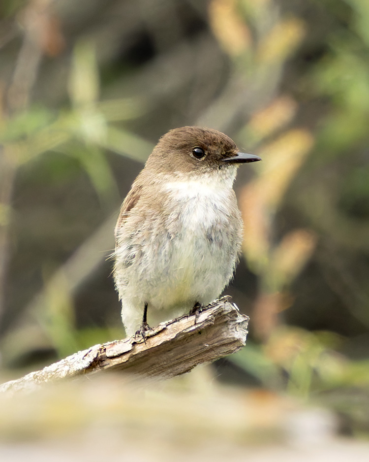 <b>Eastern Phoebe</b>, Photo: Amy Harbach