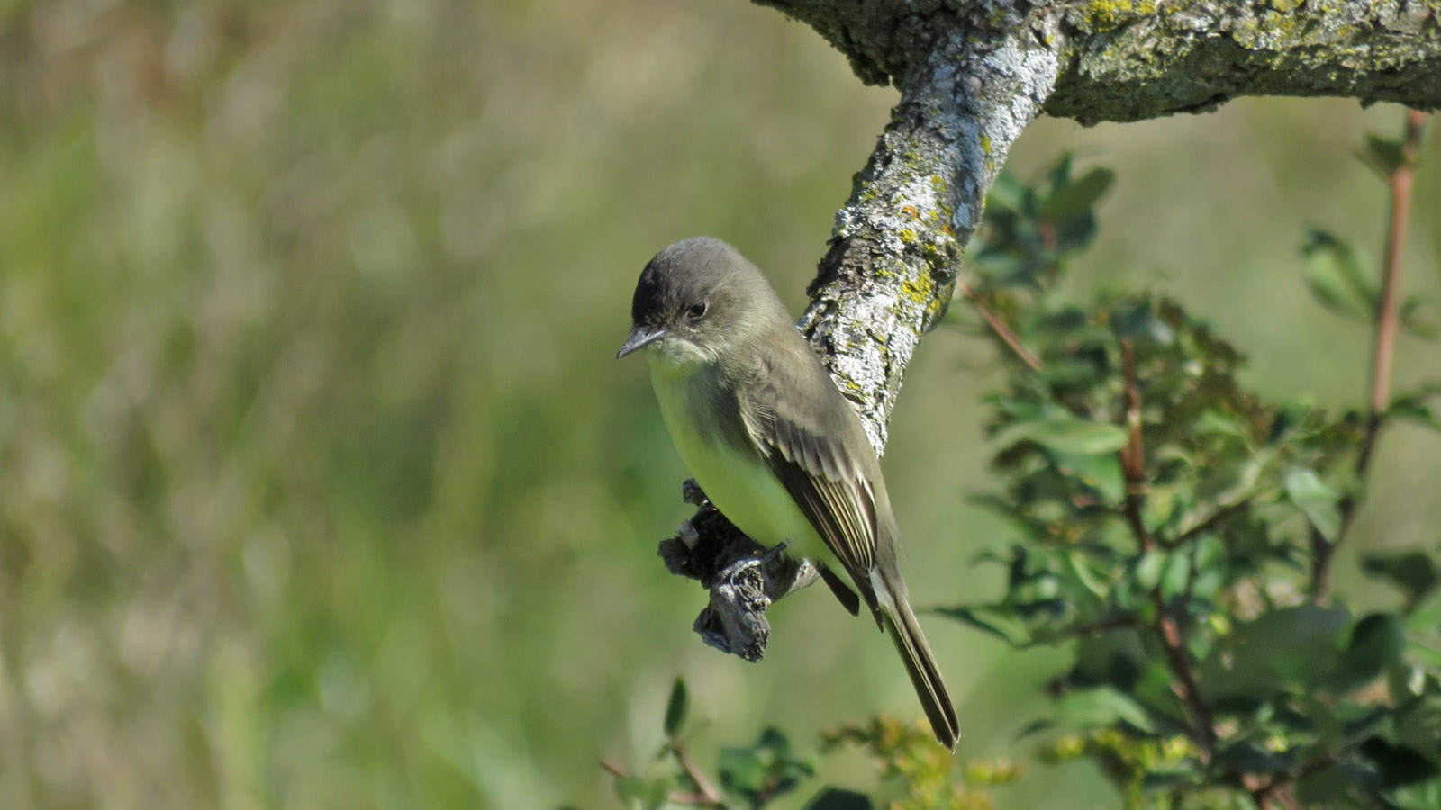 E Phoebe 2023 10 7 Harrington Beach SP Pucketts Pond 6322