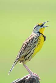 EasternMeadowlark