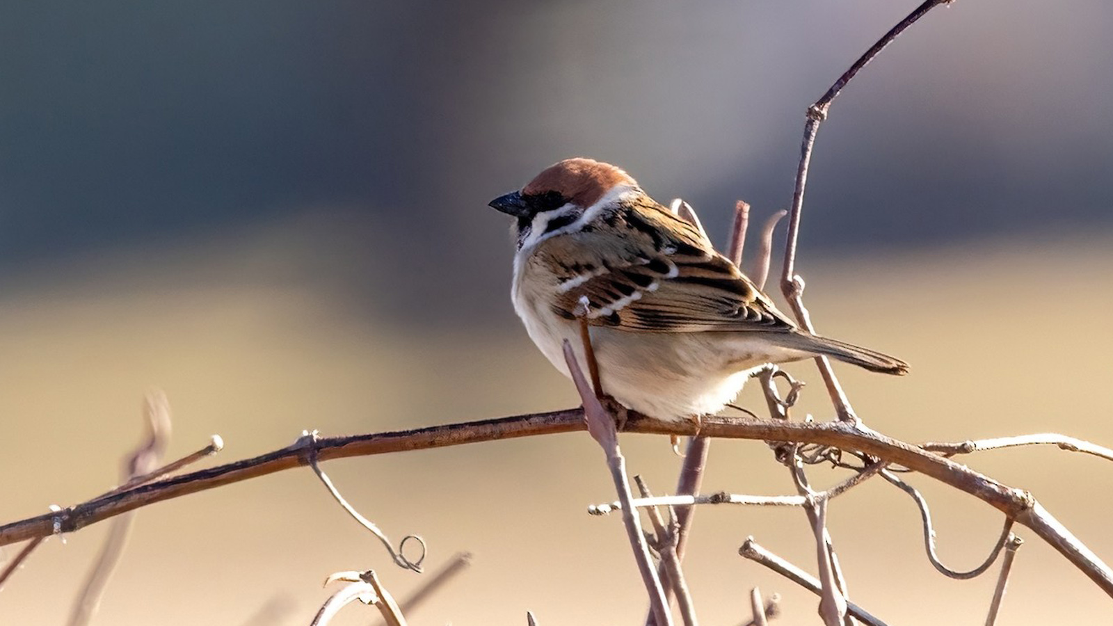 <b>Eurasian Tree Sparrow</b> 2025 3-22 Hopkins Road - Columbia Co WSO field trip - Myles Hurlburt - crop .jpg