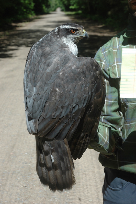 Female Goshawk Erdman