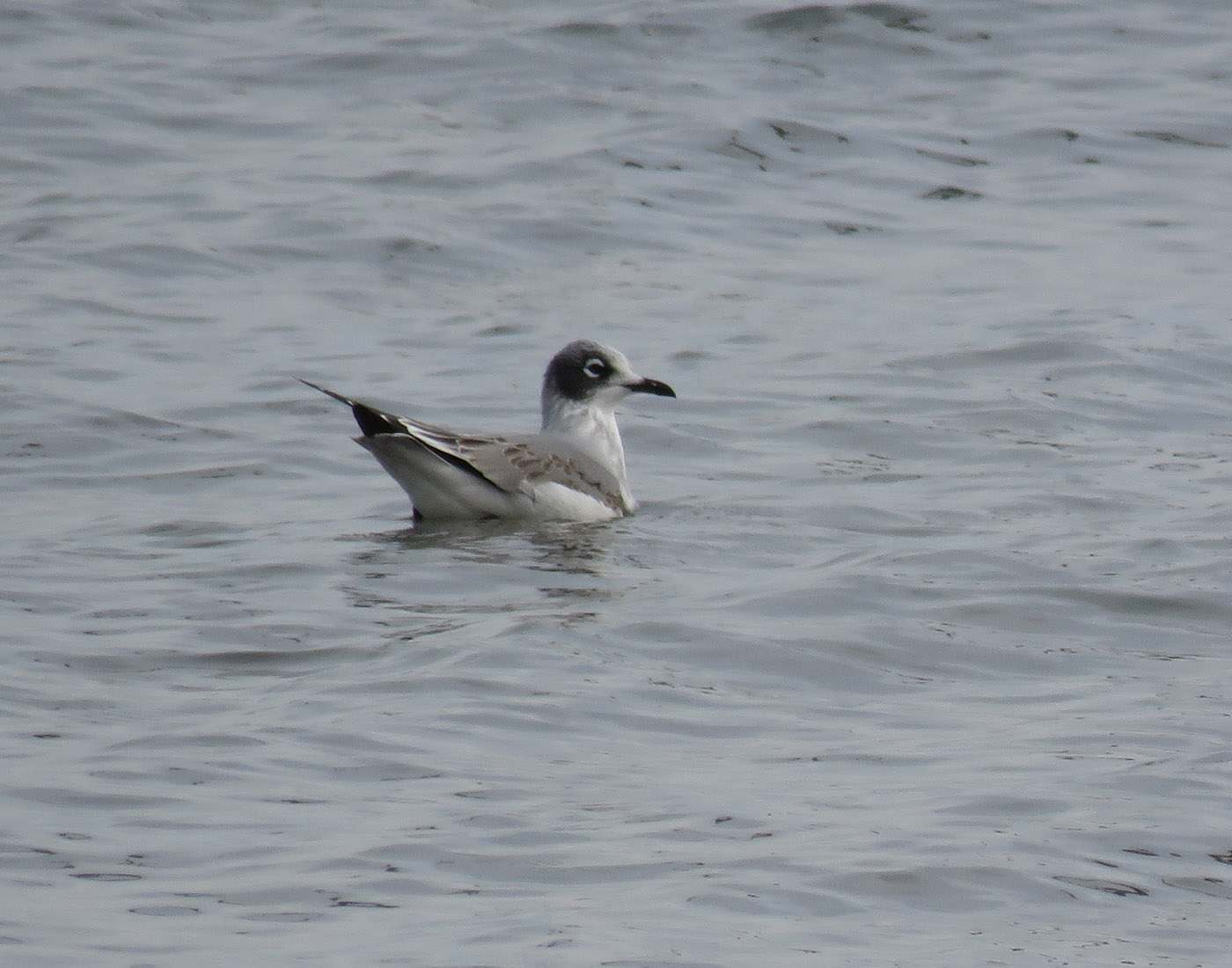 Franklins Gull 2021 9 17 WI Point 0582