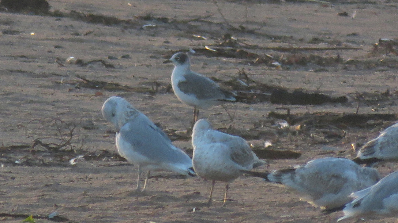 Franklins Gull im 2024 9 20 WI Point 0883 crop