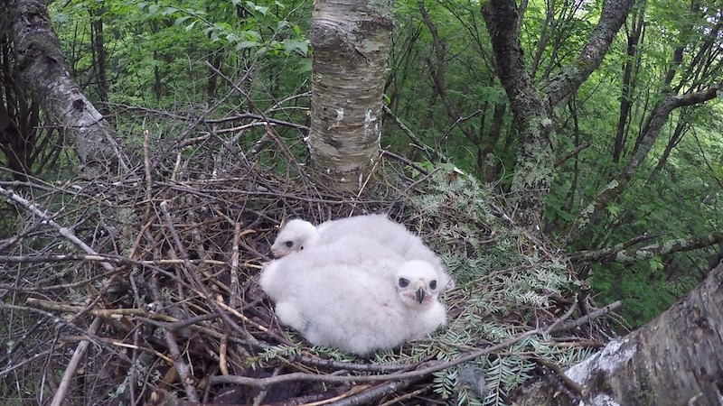 Goshawk Chicks Erdman