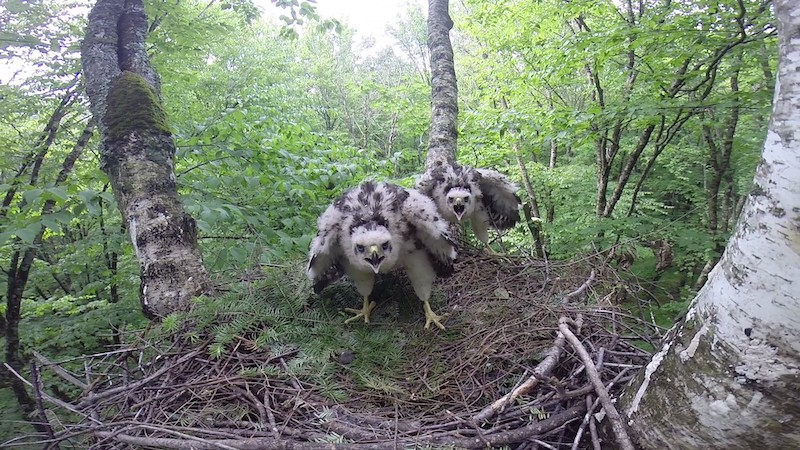 Goshawk Fledglings Erdman