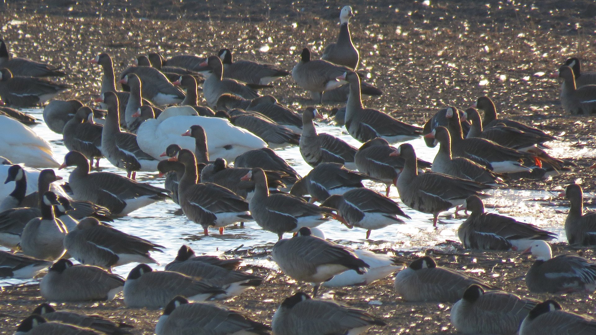 Gr White-fronted Geese 2025 3-22 Goose Pond - Columbia Co 2858.jpg