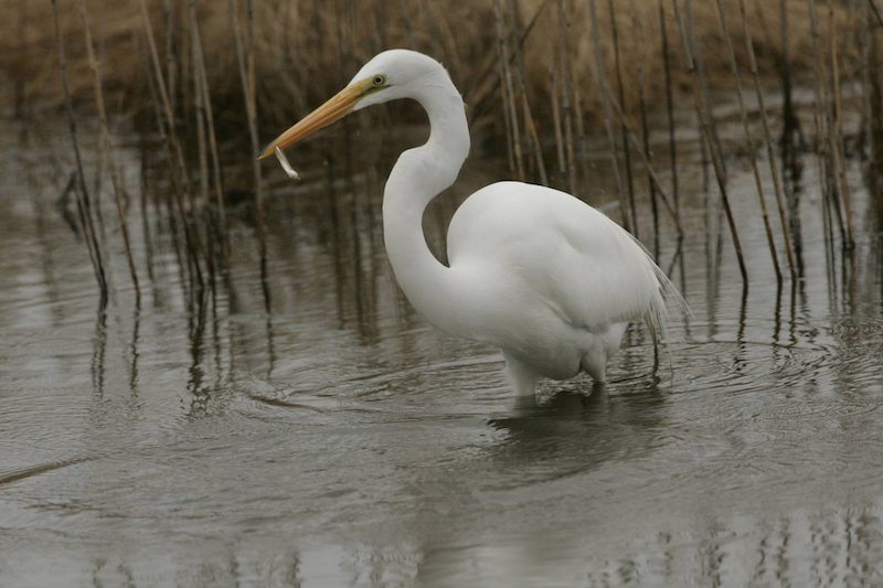 <b>Great Egret</b> with Fish