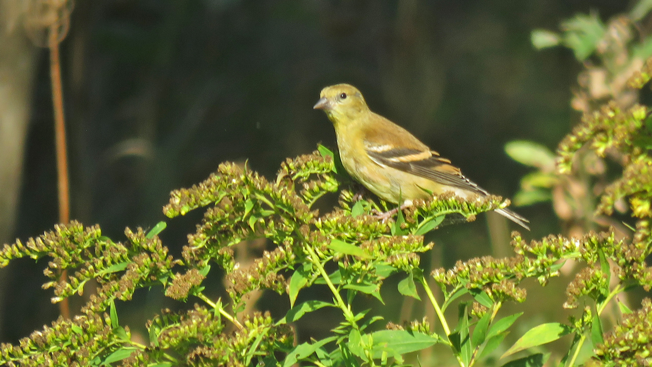<b>American Goldfinch</b> perched on foliage.