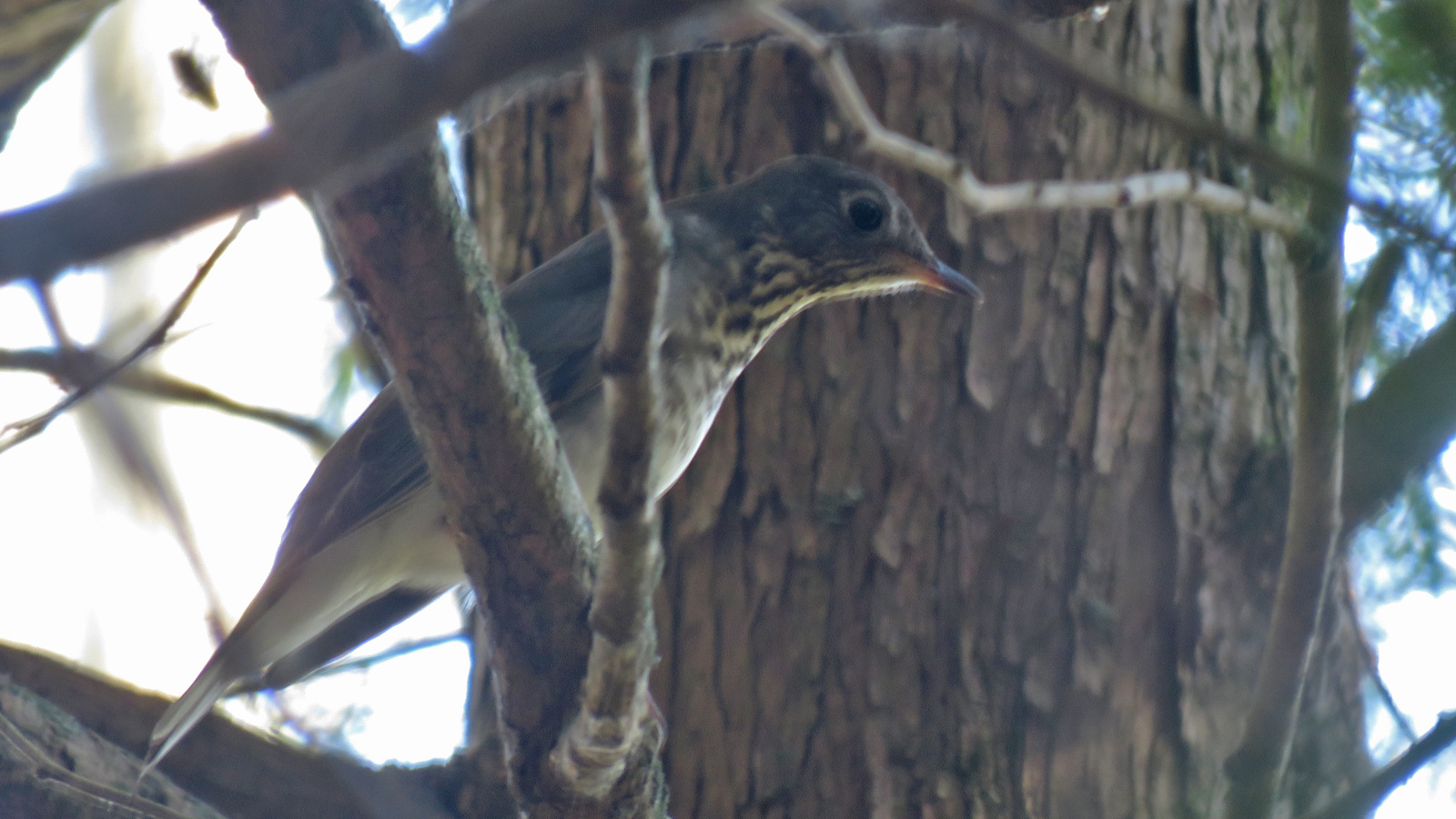 <b>Gray-cheeked Thrush</b> perched in tree. Photo by Tom Schultz