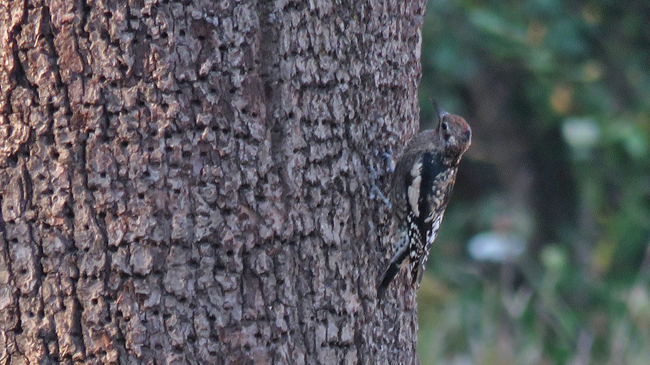<b>Yellow-bellied Sapsucker</b> clinging to large tree trunk.