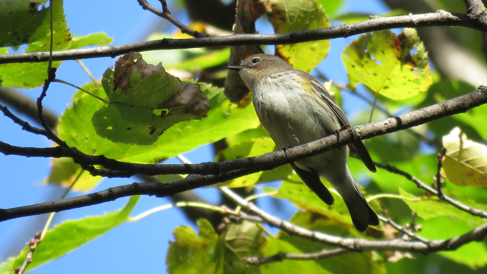 <b>Yellow-rumped Warbler</b> sits on small branch. Photo by Tom Schultz